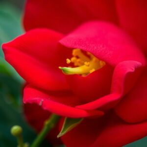 Câu đố về hoa hồng? Cánh hoa, nhụy hoa, thân cây