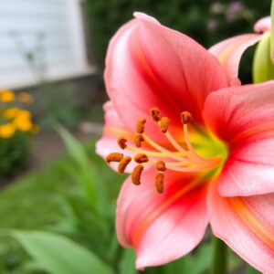 Câu đố về hoa loa kèn? Cánh hoa, nhụy hoa, thân cây